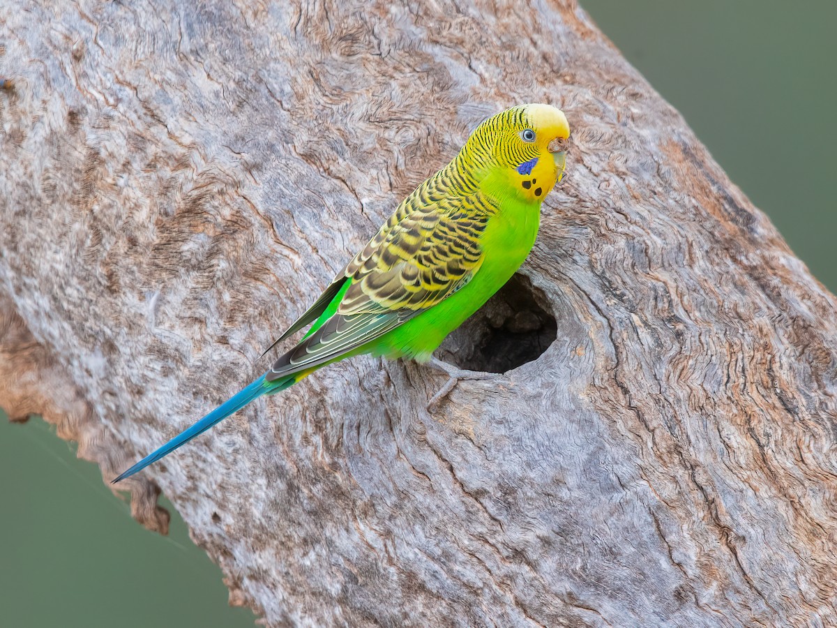 Budgerigar