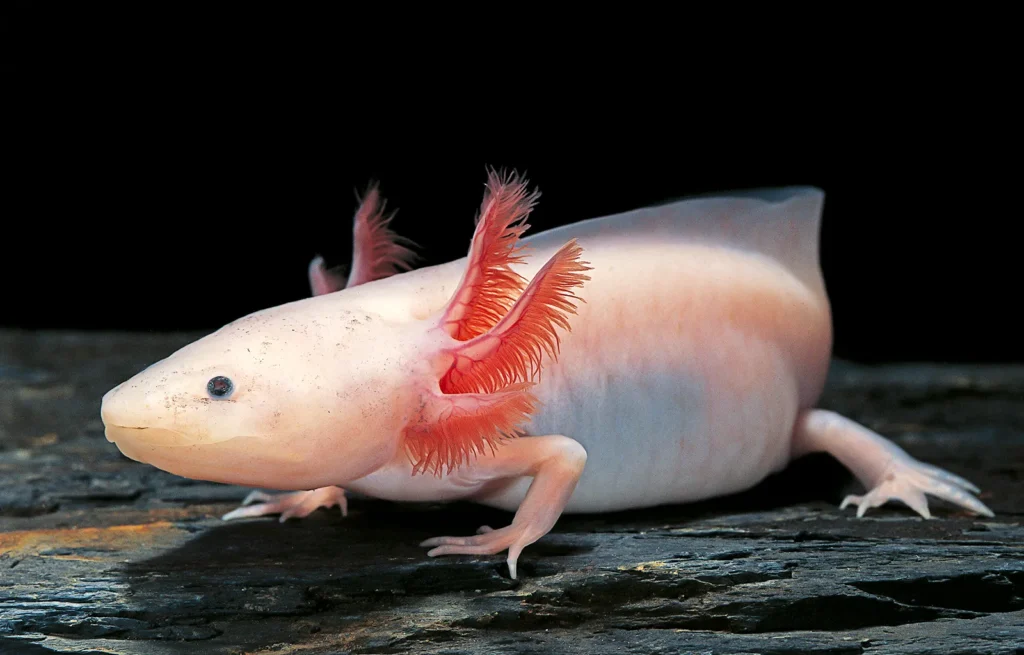 Axolotl