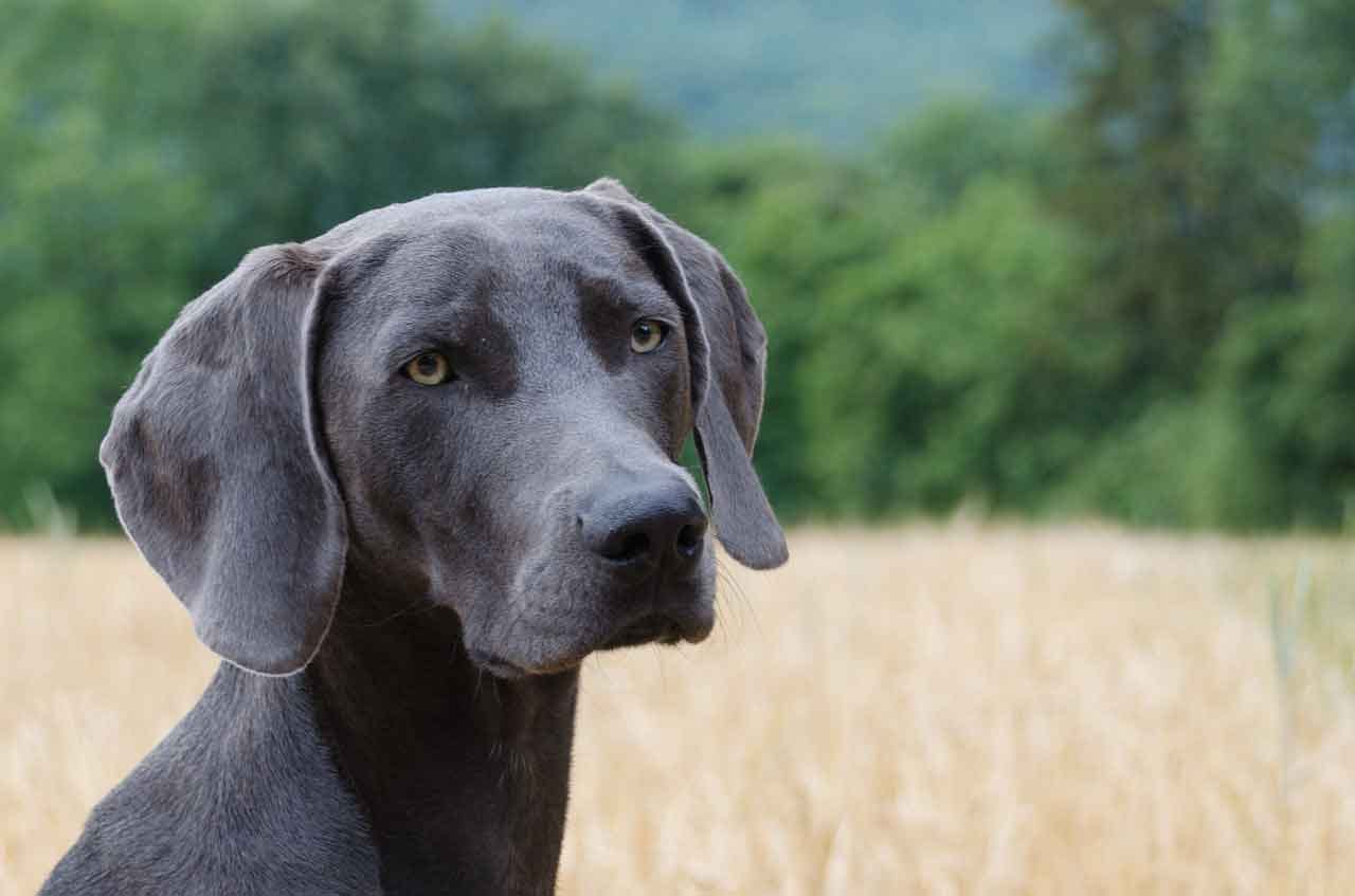 Black Weimaraner dogs