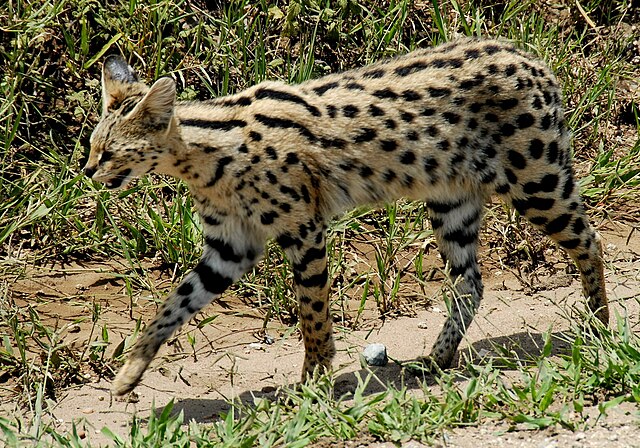  Serval