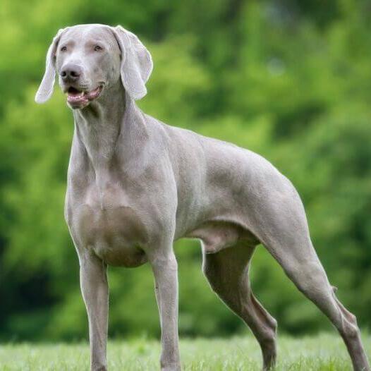 Weimaraner Dog