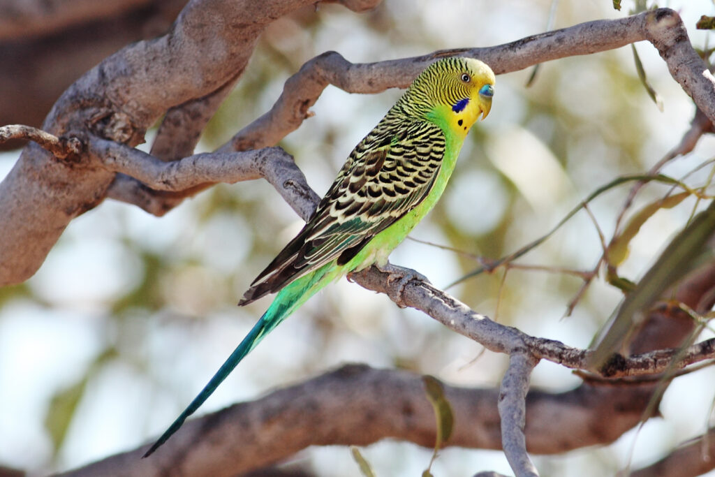 budgerigars