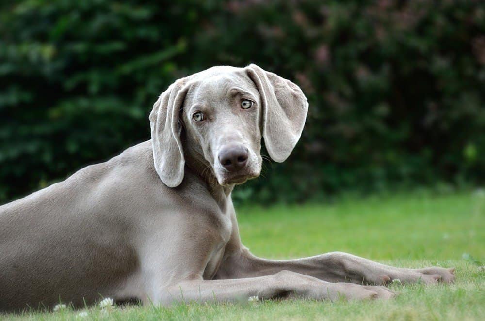 grey dog weimaraner