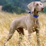 German Weimaraners