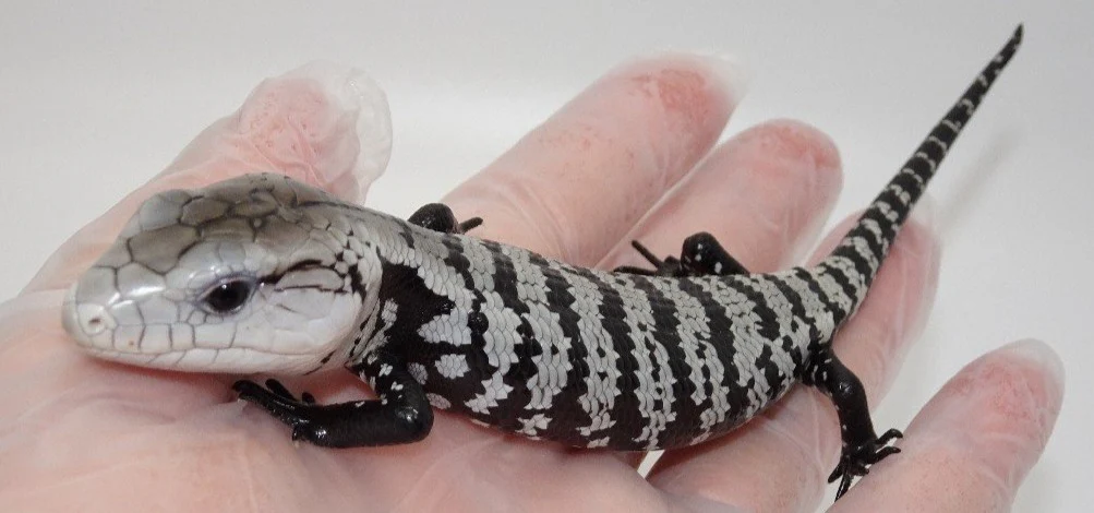 Axanthic Blue Tongue Skinks