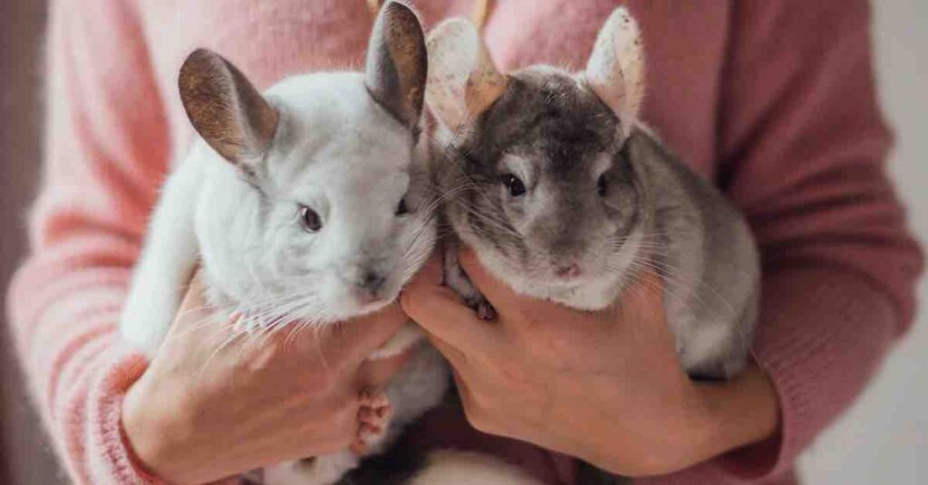 Chinchillas