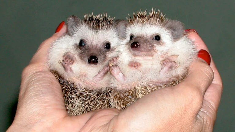 Hedgehogs