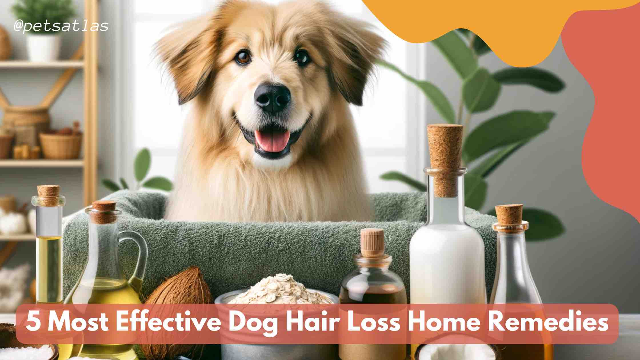 Home remedies for dog fur loss best sale