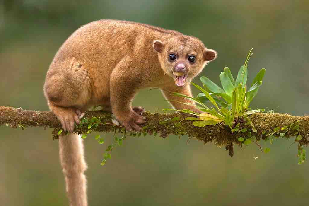 Kinkajous