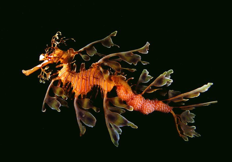 Leafy Sea Dragon