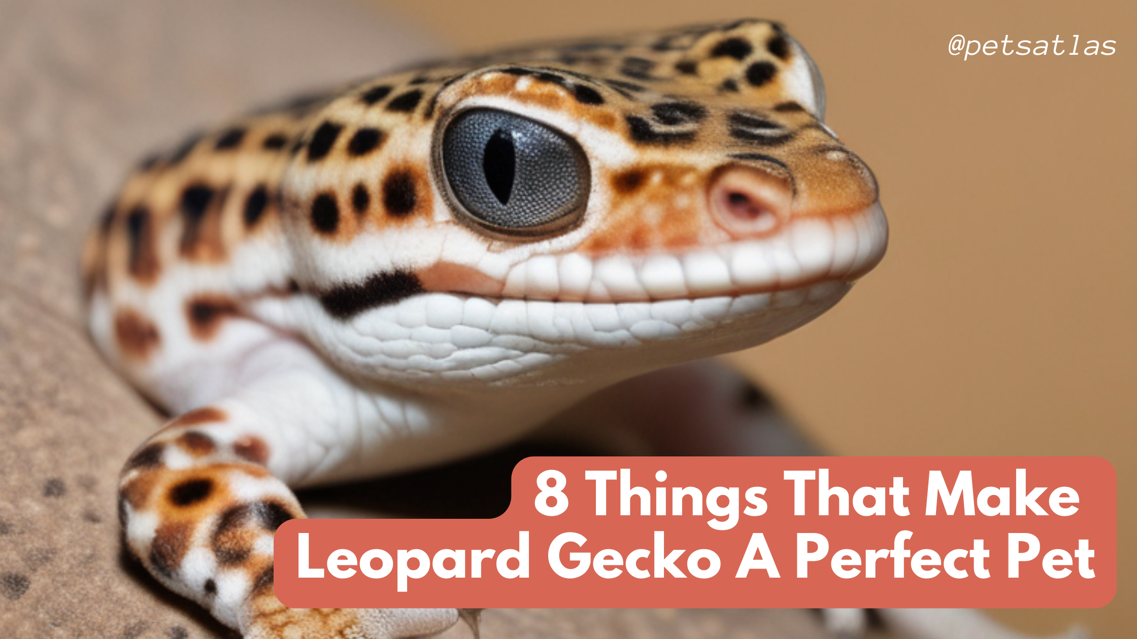 Leopard Gecko