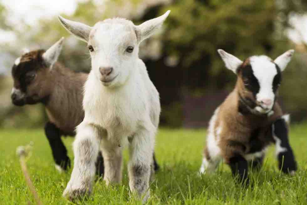 Pygmy Goats