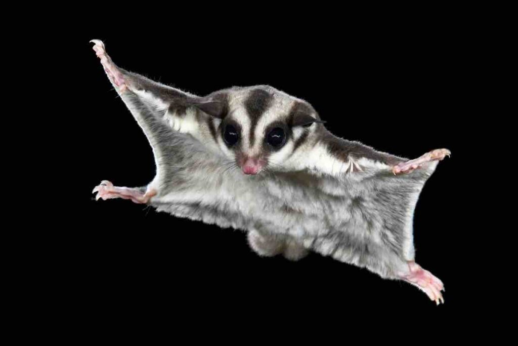 sugar gliders