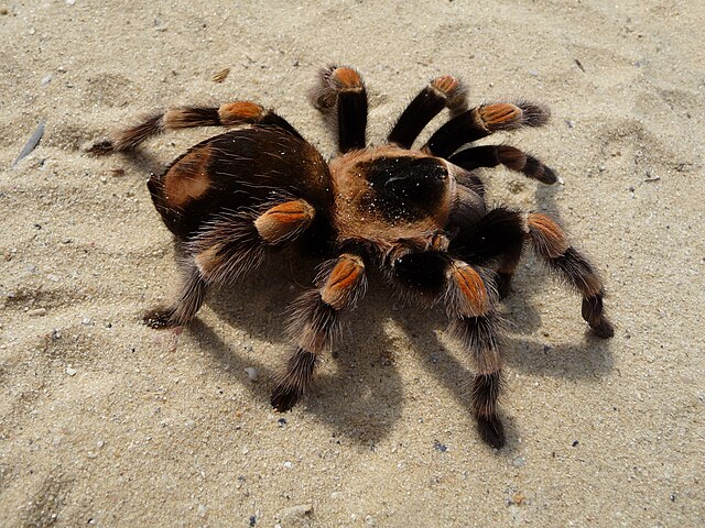 Tarantulas