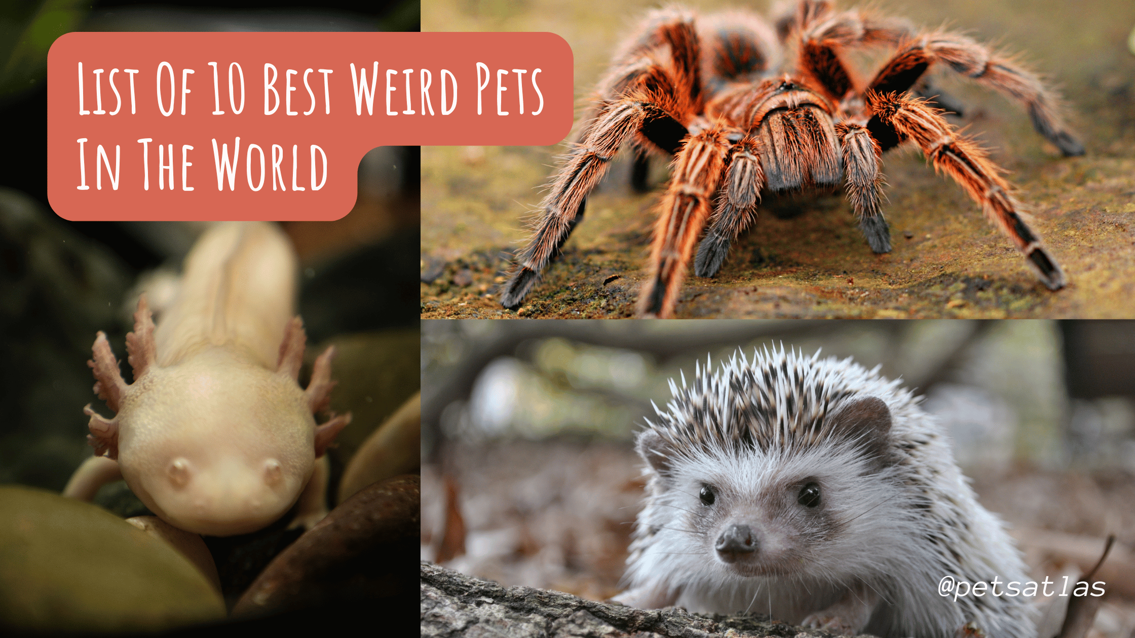 Best Weird Pets