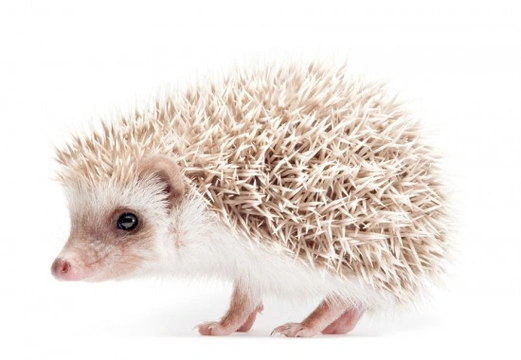 African pygmy hedgehog