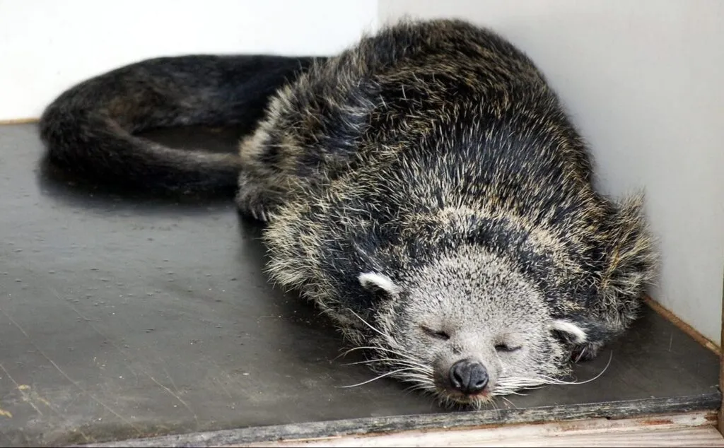 Binturong