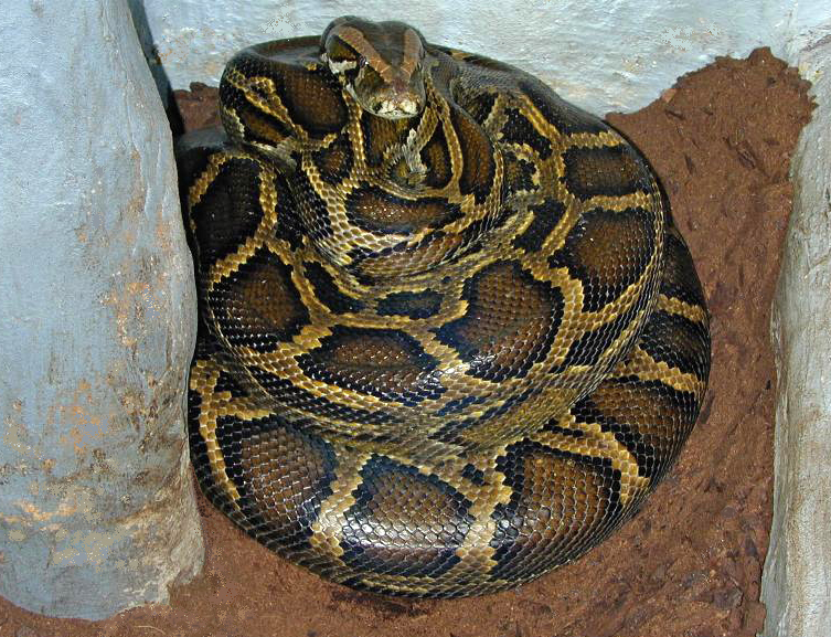 Burmese Python 