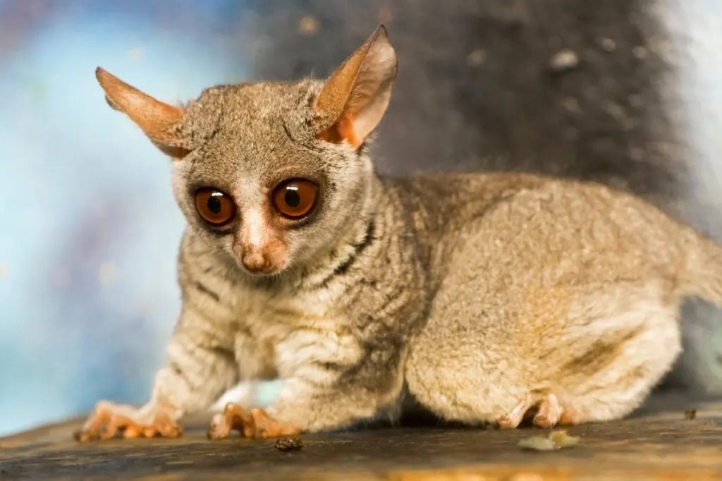 Bush Baby