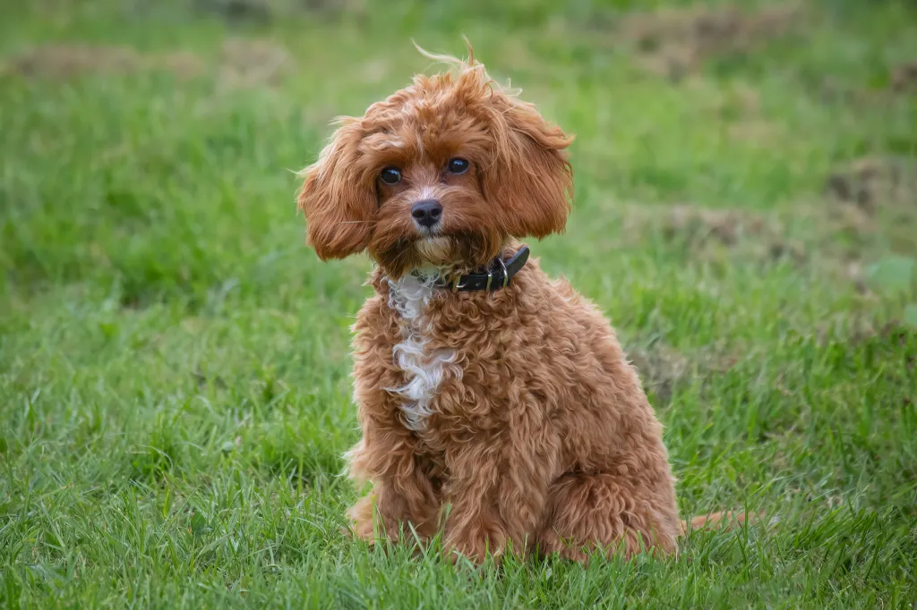 Cavalier Poodle