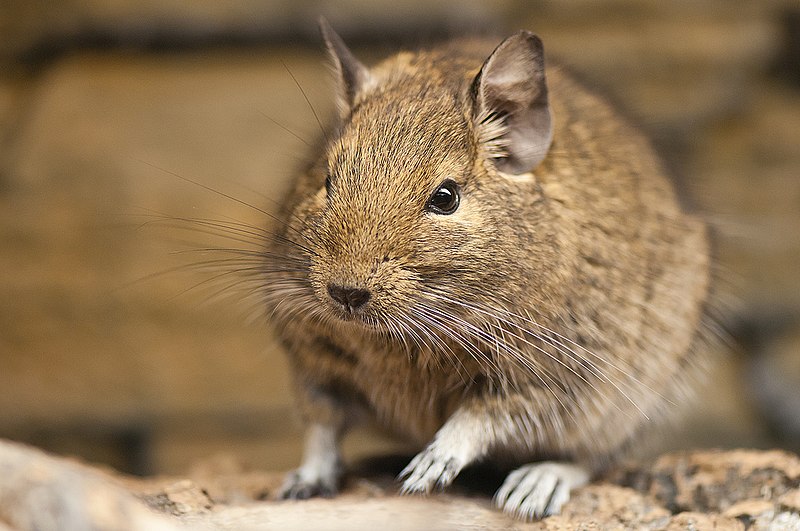 Common Degu