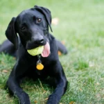 Labrador Weimaraner Mix