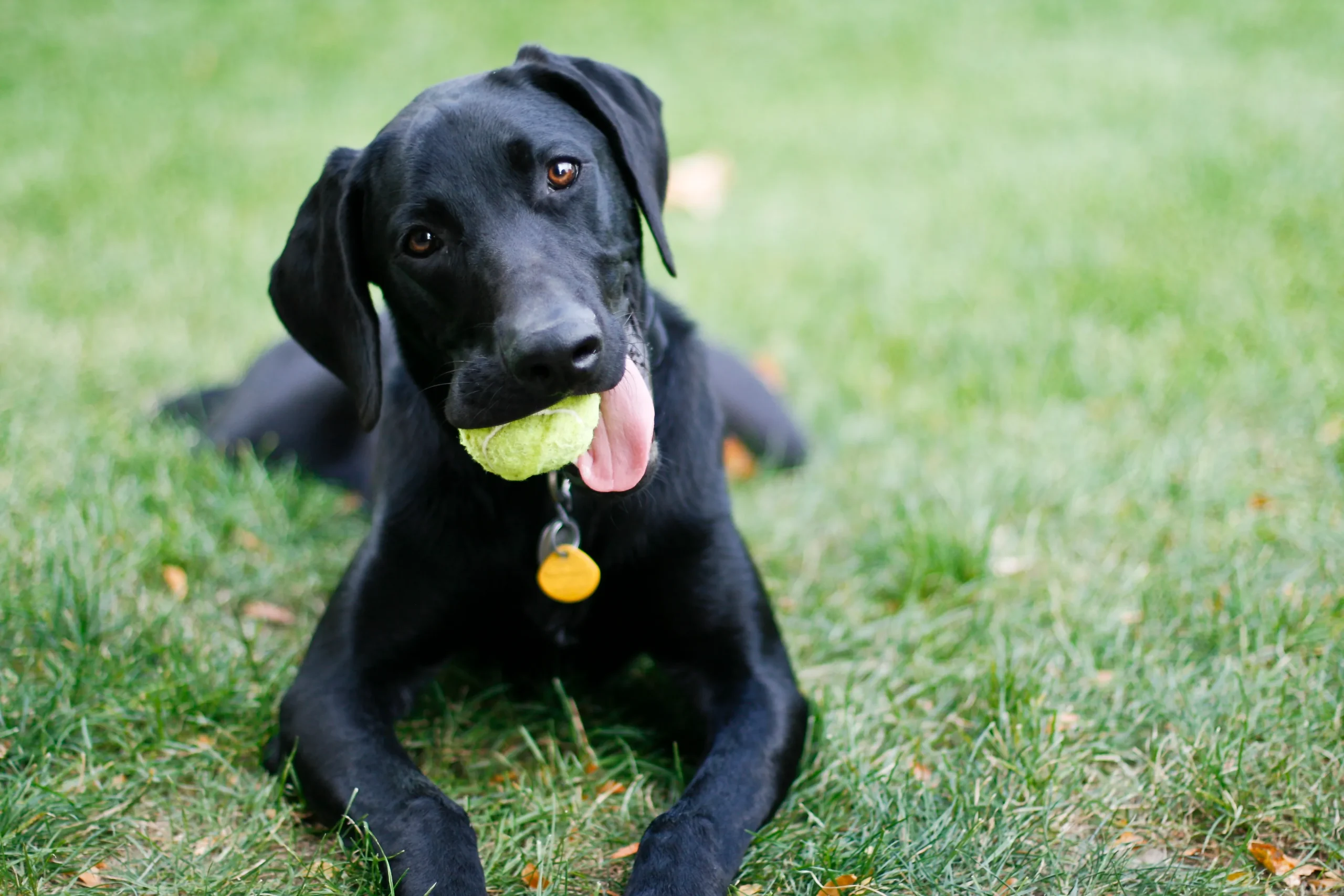 Labrador Weimaraner Mix