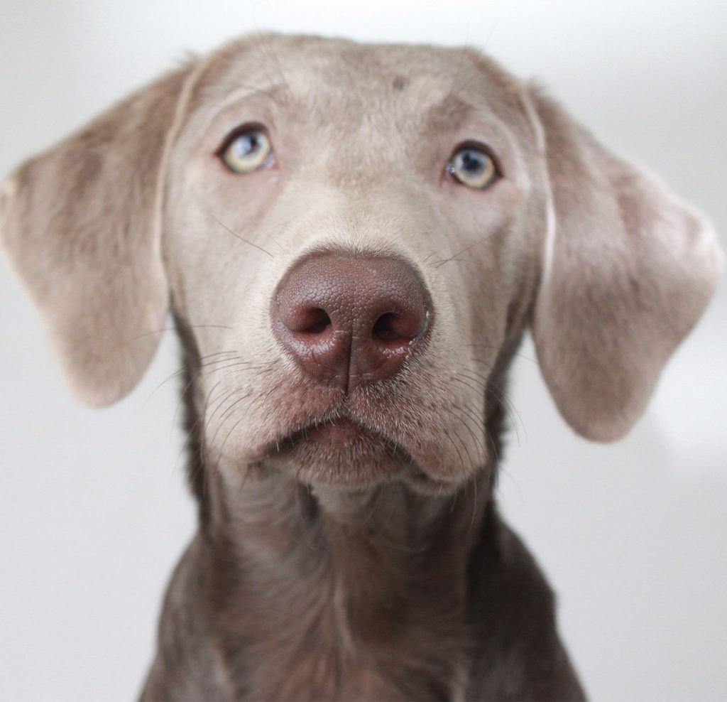 Labrador Weimaraner Mix