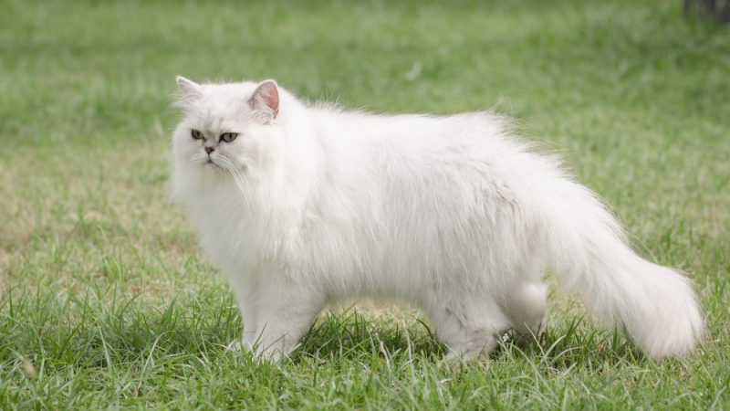 Persian Cat