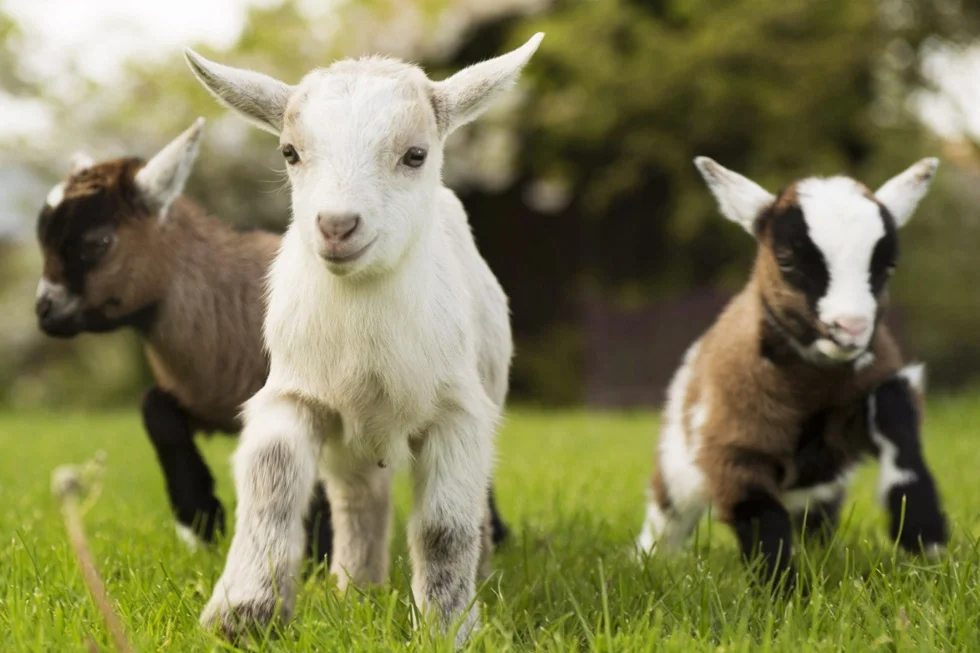 Pygmy Goat