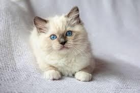 Ragdoll Cat