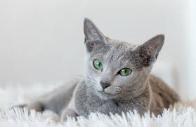 Russian Blue