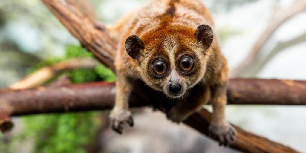 Slow Loris