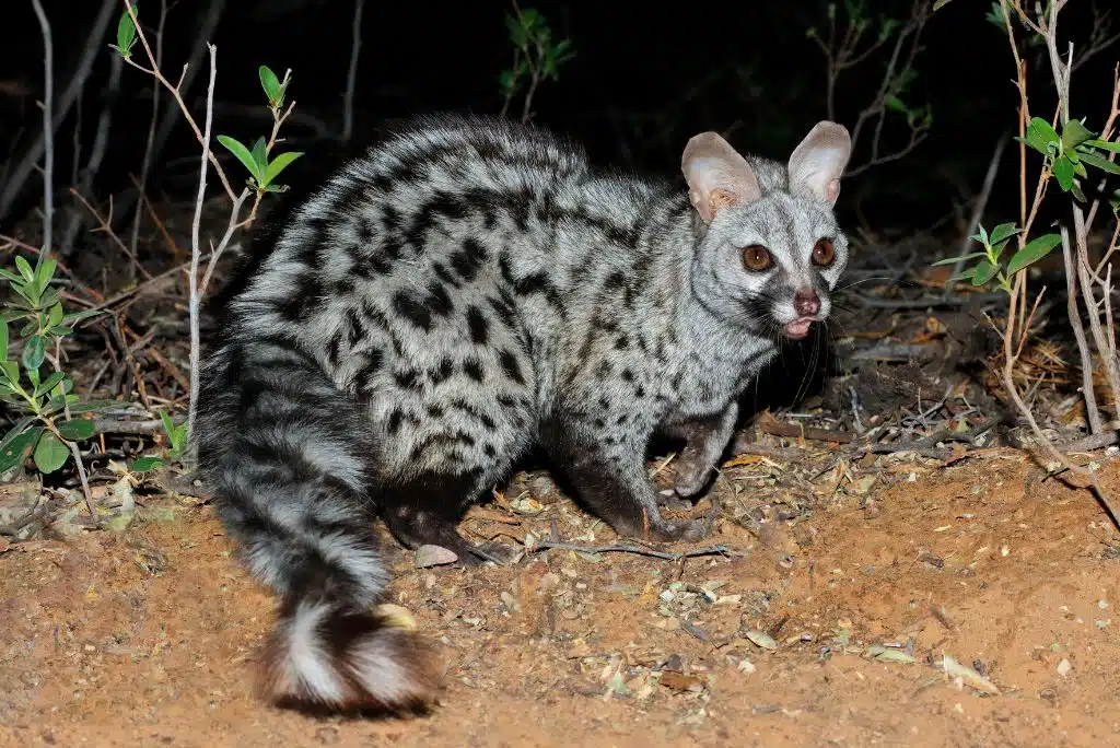 Spotted Genet