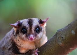 Sugar Glider