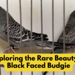 Black Faced Budgie