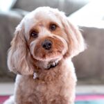 Cavalier Poodle