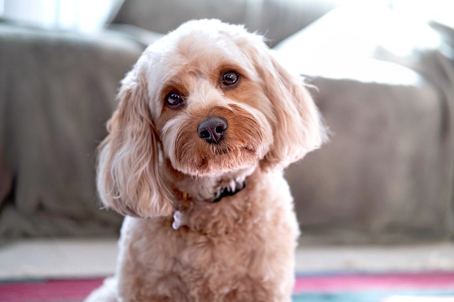 Cavalier Poodle