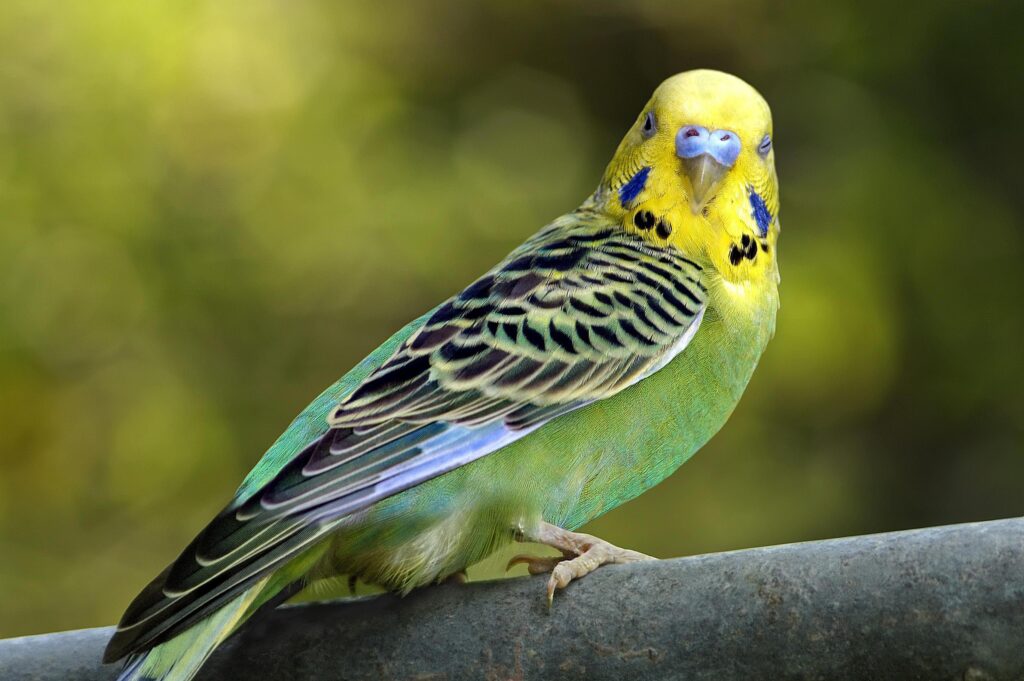 budgerigar parakeet