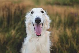 Borzoi breed