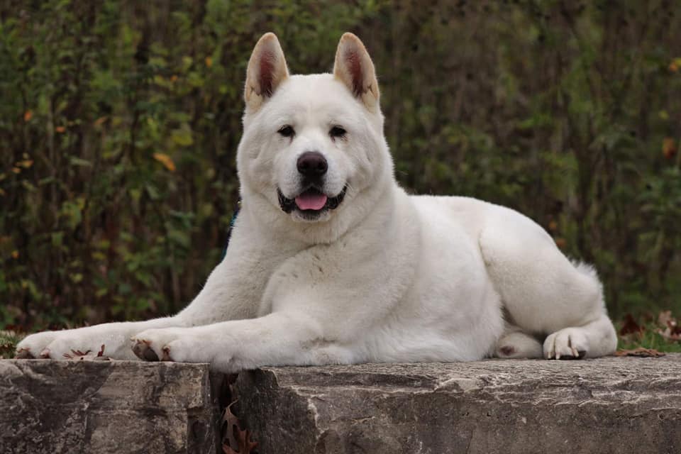 American Akita