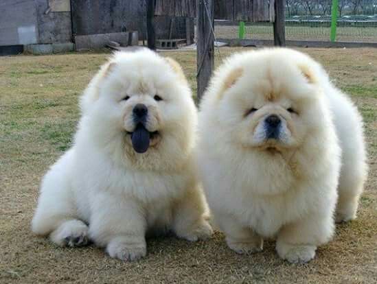 Chow Chow White dog