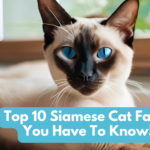 Siamese Cat Facts