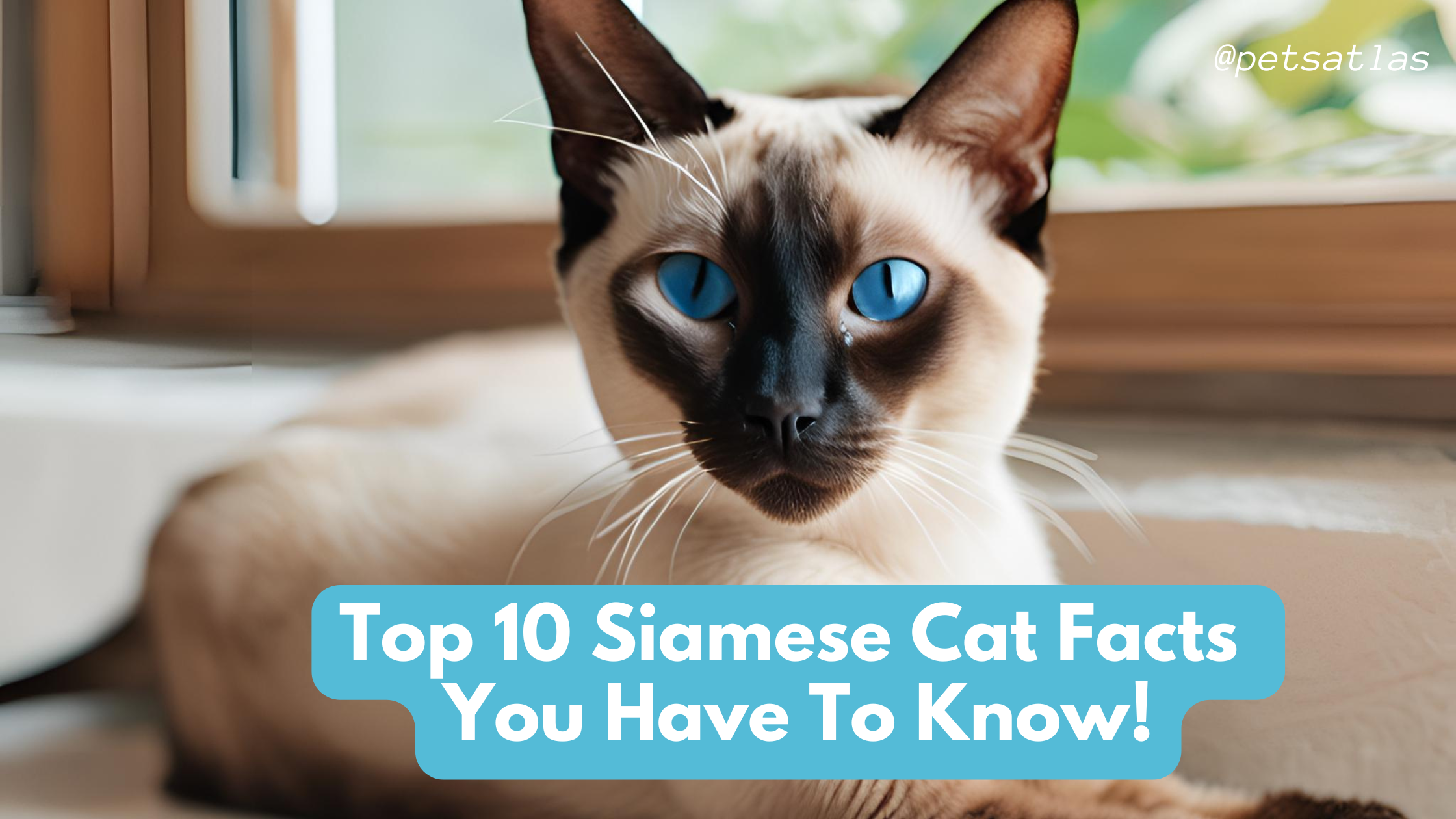 Siamese Cat Facts