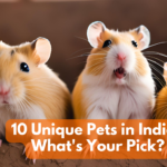 Unique Pets in India