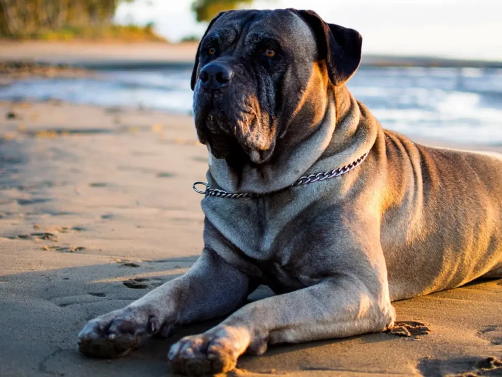 Large Dog Breeds