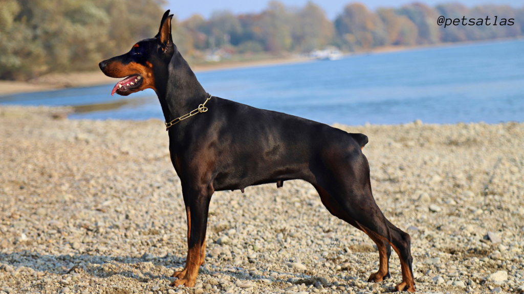  Doberman