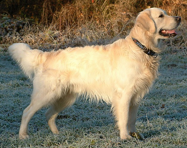 Large Dog Breeds