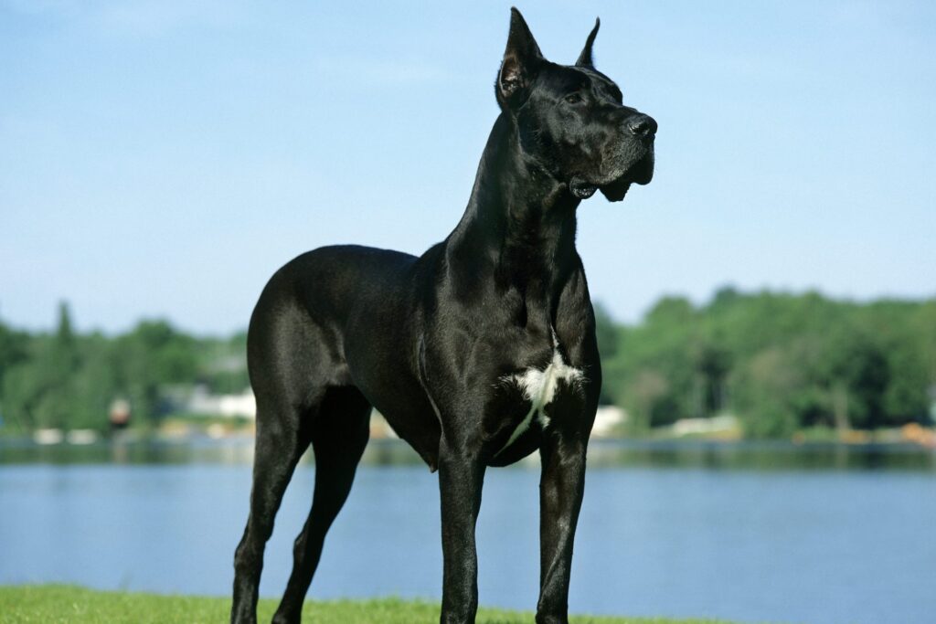 Large Dog Breeds