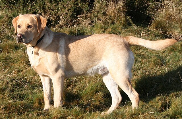 Large Dog Breeds